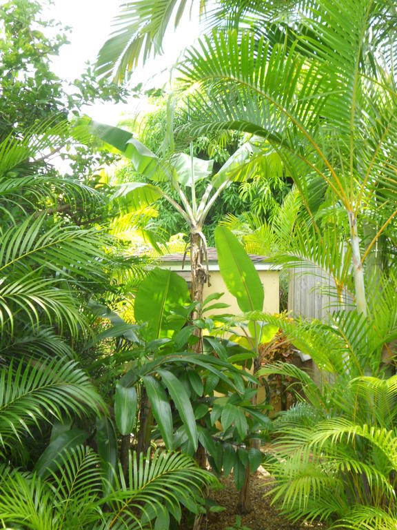 Villa Flukers - Economic Rooms Sosua Luaran gambar